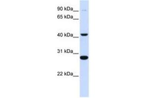 Image no. 1 for anti-Cytochrome B-561 (CYB561) (AA 144-193) antibody (ABIN6743085) (CYB561 antibody  (AA 144-193))