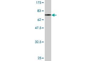 Western Blot detection against Immunogen (66. (PANK3 antibody  (AA 1-370))
