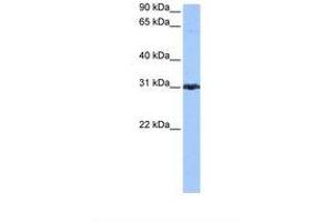 Image no. 1 for anti-Peroxiredoxin 3 (PRDX3) (N-Term) antibody (ABIN6738823) (Peroxiredoxin 3 antibody  (N-Term))