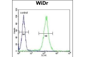 FBXO34 Antibody (C-term) (ABIN651879 and ABIN2840436) flow cytometric analysis of WiDr cells (right histogram) compared to a negative control cell (left histogram). (FBXO34 antibody  (C-Term))