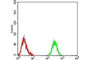 Flow cytometric analysis of Raji cells using PLCG1 mouse mAb (green) and negative control (red). (Phospholipase C gamma 1 antibody  (AA 1192-1291))