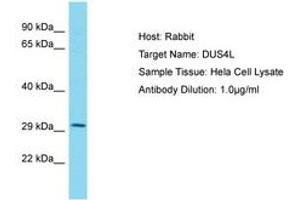 Image no. 1 for anti-Dihydrouridine Synthase 4-Like (DUS4L) (AA 38-87) antibody (ABIN6750560) (DUS4L antibody  (AA 38-87))