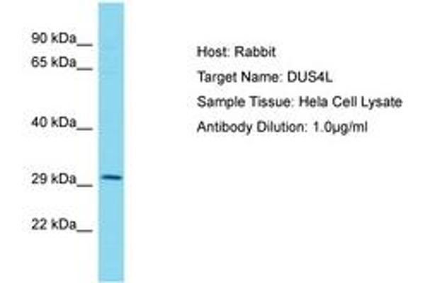 DUS4L antibody  (AA 38-87)