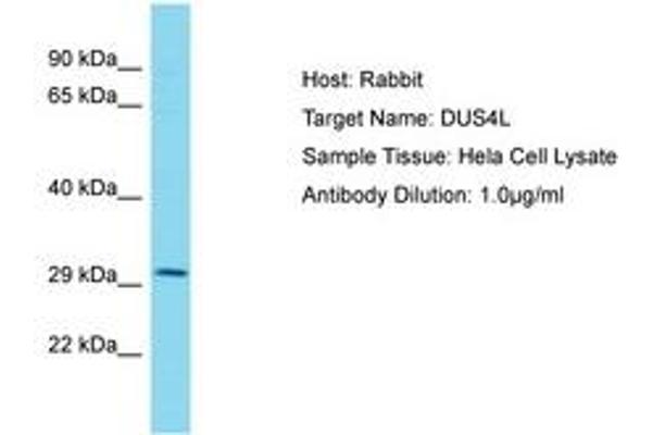 DUS4L Antikörper  (AA 38-87)