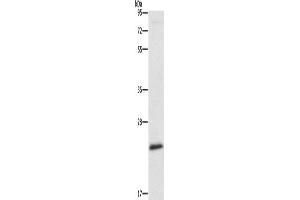 Western Blotting (WB) image for anti-Autophagy Related 10 (ATG10) antibody (ABIN2429199) (ATG10 antibody)