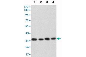 Western blot analysis using CDK5 monoclonal antibody, clone 4E4  against HeLa (1), K-562 (2), PC-12 (3) and COS-7 (4) cell lysate. (CDK5 antibody)