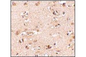 Immunohistochemistry of Nanos2 in human brain tissue cells with this product at 2. (NANOS2 antibody  (N-Term))