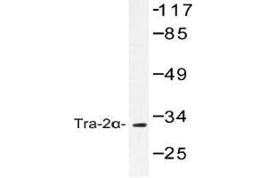 Western blot (WB) analysis of Tra-2alpha antibody in extracts from COS-7 cells.