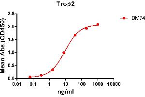 ELISA plate pre-coated by 2 μg/mL (100 μL/well) Human Trop2 protein, mFc-His tagged protein ((ABIN6961178, ABIN7042385 and ABIN7042386)) can bind Rabbit anti-Trop2 monoclonal antibody(clone: DM74) in a linear range of 1-100 ng/mL. (TACSTD2 antibody  (AA 27-274))