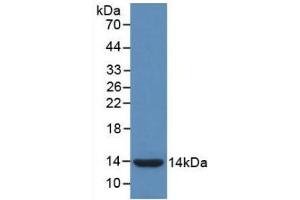 Detection of Recombinant IL8, Gallus using Monoclonal Antibody to Interleukin 8 (IL8) (IL-8 antibody  (AA 17-103))