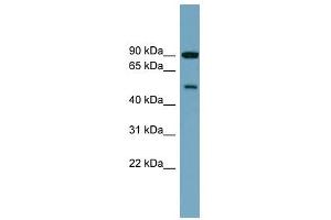 PI4K2B antibody used at 1 ug/ml to detect target protein.