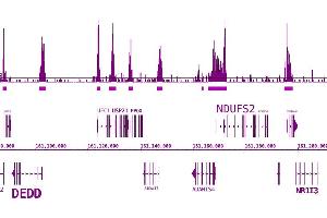 BRD3 antibody (pAb) tested by ChIP-Seq. (BRD3 antibody  (C-Term))