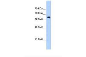 Image no. 1 for anti-Interferon-Induced Protein with Tetratricopeptide Repeats 3 (IFIT3) (AA 51-100) antibody (ABIN6738197) (IFIT3 antibody  (AA 51-100))