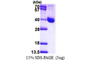 SDS-PAGE (SDS) image for Leucine Carboxyl Methyltransferase 1 (LCMT1) (AA 1-334) protein (His tag) (ABIN667640)
