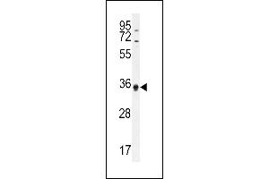 ECAT1 Antibody (N-term) (ABIN655185 and ABIN2844800) western blot analysis in HL-60 cell line lysates (35 μg/lane). (ECAT1 antibody  (N-Term))