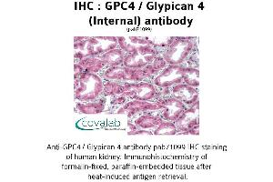 Image no. 2 for anti-Glypican 4 (GPC4) (Internal Region) antibody (ABIN1734868) (GPC4 antibody  (Internal Region))