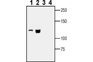 Western blot analysis of mouse J774 macrophage cell line lysate (lanes 1 and 3) and mouse  T-cell lymphoma cell line lysate (lanes 2 and 4):1-2. (Leptin Receptor antibody  (Extracellular))