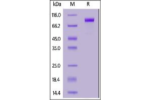 KREMEN1 Protein (AA 21-392) (Fc Tag)