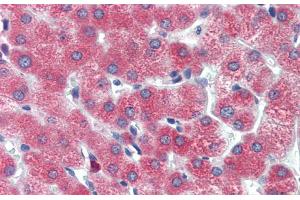 Human Liver; Immunohistochemistry with Human Liver cell lysate tissue at an antibody concentration of 5. (DBP antibody  (Middle Region))