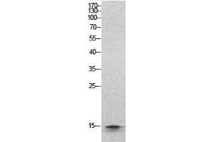 Western Blot (WB) analysis of HeLa cells using Histone H2B Polyclonal Antibody. (Histone H2B antibody  (Internal Region))