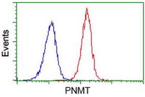 Image no. 1 for anti-Phenylethanolamine N-Methyltransferase (PNMT) antibody (ABIN1500307) (PNMT antibody)