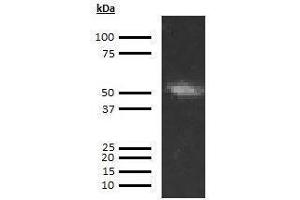 Western Blotting (WB) image for anti-Coagulation Factor IX (F9) antibody (Biotin) (ABIN613077) (Coagulation Factor IX antibody  (Biotin))