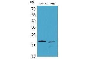 Western Blotting (WB) image for anti-Histone 3 (H3) (Lys10) antibody (ABIN3187931) (Histone 3 antibody  (Lys10))