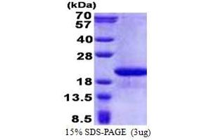 Family with Sequence Similarity 107, Member B (FAM107B) (AA 1-131) protein (His tag)