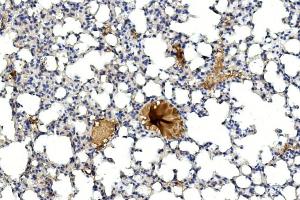 Immunohistochemical analysis of paraffin-embedded mouse lung section using GREMLIN Antibody (C-term) (ABIN390078 and ABIN2840598). (GREM1 antibody  (C-Term))