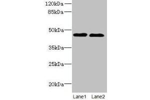 Western blot All lanes: KCNK13 antibody at 8 μg/mL Lane 1: HepG2 whole cell lysate Lane 2: LO2 whole cell lysate Secondary Goat polyclonal to rabbit IgG at 1/10000 dilution Predicted band size: 46 kDa Observed band size: 46 kDa (KCNK13 antibody  (AA 292-408))
