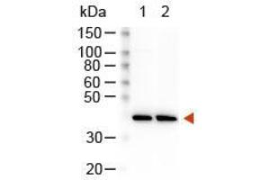 Western Blotting (WB) image for Goat anti-Rabbit IgG (Heavy & Light Chain) antibody (HRP) (ABIN101990)