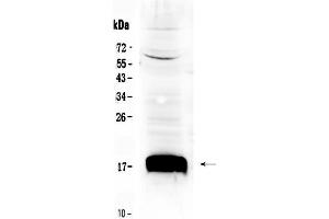 Western blot analysis of Sca1/Ly6A/E using anti- Sca1/Ly6A/E antibody . (Sca-1/Ly-6A/E antibody  (Middle Region))