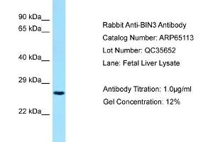 Western Blotting (WB) image for anti-Bridging Integrator 3 (BIN3) (C-Term) antibody (ABIN2790047) (BIN3 antibody  (C-Term))