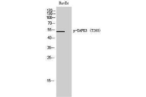 Western Blotting (WB) image for anti-Death-Associated Protein Kinase 3 (DAPK3) (pThr265) antibody (ABIN3182436) (DAPK3 antibody  (pThr265))
