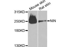 Western blot analysis of extracts of various cell lines, using NIN antibody (ABIN6291434) at 1:1000 dilution. (Ninein antibody)