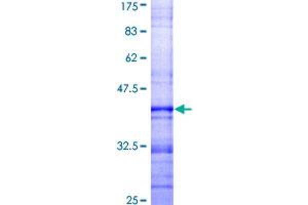 FAIM3 Protein (AA 124-223) (GST tag)