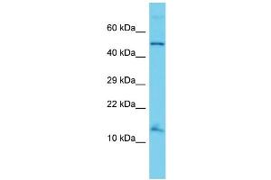 Host: Rabbit Target Name: ANAPC15 Sample Type: HT1080 Whole Cell lysates Antibody Dilution: 1. (ANAPC15 antibody  (N-Term))