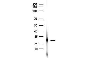 anti-Chymase 1, Mast Cell (CMA1) (C-Term) antibody
