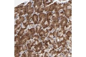 Immunohistochemical staining of human stomach with RGS6 polyclonal antibody  shows strong cytoplasmic and nuclear positivity in glandular cells. (RGS6 antibody)