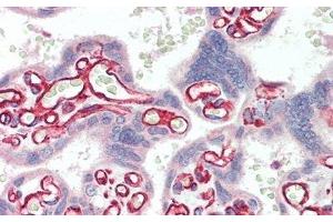 Detection of SULF2 in Human Placenta Tissue using Polyclonal Antibody to Sulfatase 2 (SULF2)