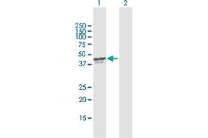 Western Blot analysis of PDCD2 expression in transfected 293T cell line by PDCD2 MaxPab polyclonal antibody. (PDCD2 antibody  (AA 1-344))