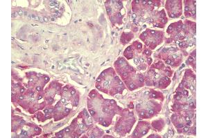 Anti-SEC62 / TP-1 antibody IHC staining of human pancreas. (SEC62 antibody  (C-Term))