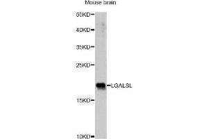 Western blot analysis of extracts of mouse brain, using LGALSL antibody. (GRP antibody)