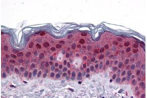 FAM120B antibody  (C-Term)