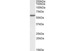 AP20107PU-N PRPF31 Antibody staining (0. (PRPF31 antibody  (C-Term))