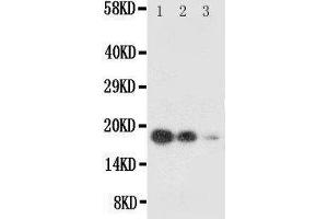 Western Blotting (WB) image for anti-KIT Ligand (KITLG) (AA 26-44), (N-Term) antibody (ABIN3042665)