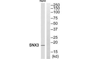 Western blot analysis of extracts from HepG2 cells, using SNX3 antibody. (Sorting Nexin 3 antibody  (Internal Region))