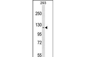CCDC147 Antikörper  (N-Term)