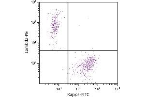 CD19+ human B-lymphocytes were stained with Goat F(ab’)2 Anti-Human Kappa-FITC and Goat F(ab’)2 Anti-Human Lambda, Mouse ads-PE. (Goat anti-Human Immunoglobulin kappa Chain Complex (Igk) (Chain kappa) Antibody (FITC))