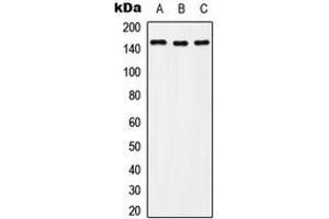 Western blot analysis of c-Met (pY1235) expression in Hela (A), Raw264. (c-MET antibody  (C-Term, pTyr1235))